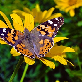 Бабочка репейница на цветке